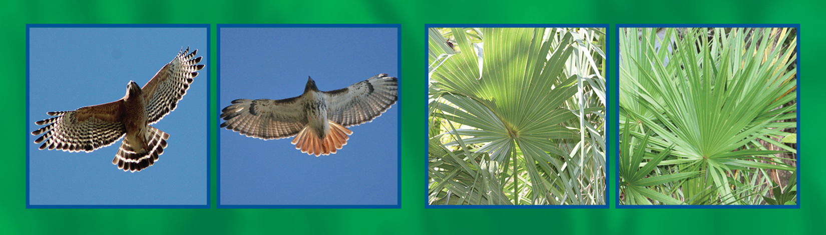 Section from the This or That cover page highlighting two of the commonly confused species included in the ID guide.