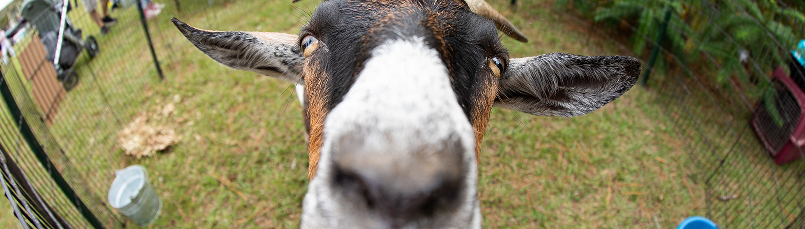 Goat in a petting zoo.
