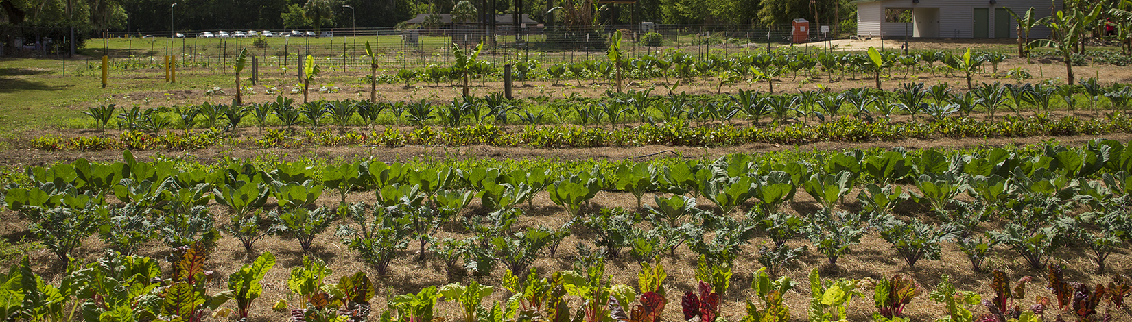Image of the UF community gardens featuring rows of various vegetables. The UF Bat houses can be see in the back.