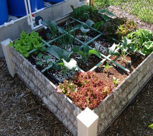 Container Gardens for Florida - UF/IFAS Extension Indian River County