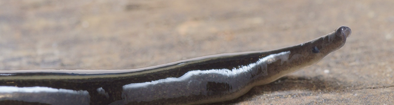 New Guinea Flatworm showing eyespot