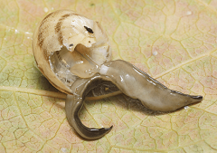 New Guinea Flatworm shown eating a snail