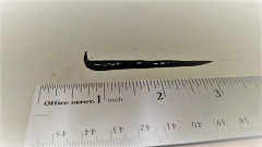 New Guinea Flatworm showing size