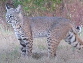 wild bobcat standing in a field