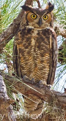 Great horned owl in a pine tree, photo by Andy MorffewD