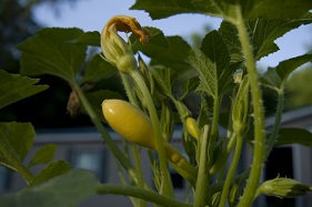 Yellow summer squash just forming on the vine