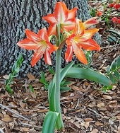 Amaryllis flowers on tall stalk