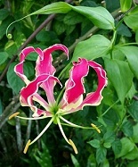 Gloriosa lily bloom