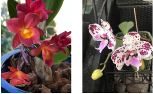 2 potted orchids in bloom