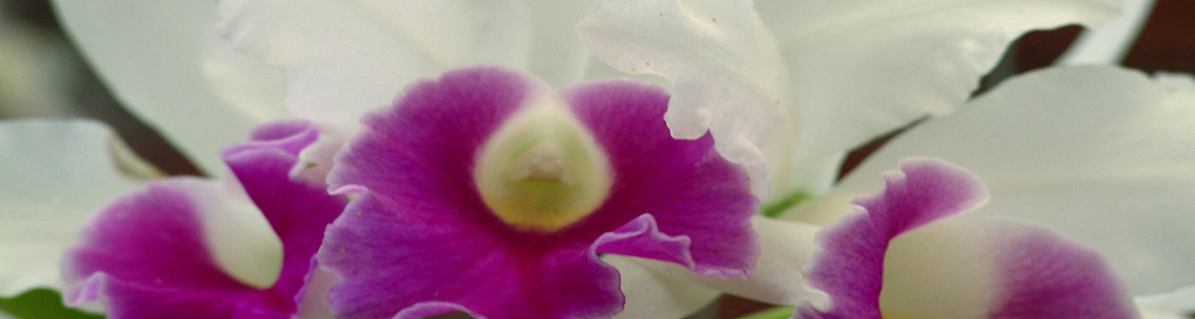 close up of orchid blooms