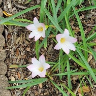 Rain lily plant with flowers