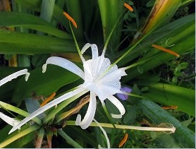 Spider lily, a native plant. Photo by Janice Broda