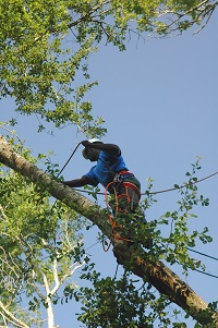 man in a harness trimming a tree