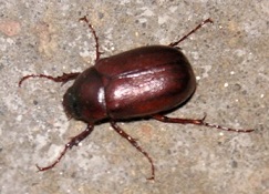 brown june bug