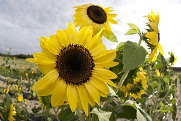 Sunflowers blooming in the garden