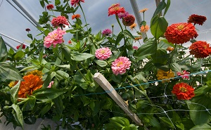 a spray of zinnia flowers