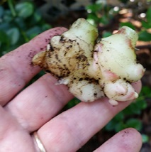 small roots and leaf shoot removed from fresh ginger