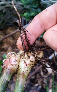 freshly dug ginger root with small roots and stems attached. 