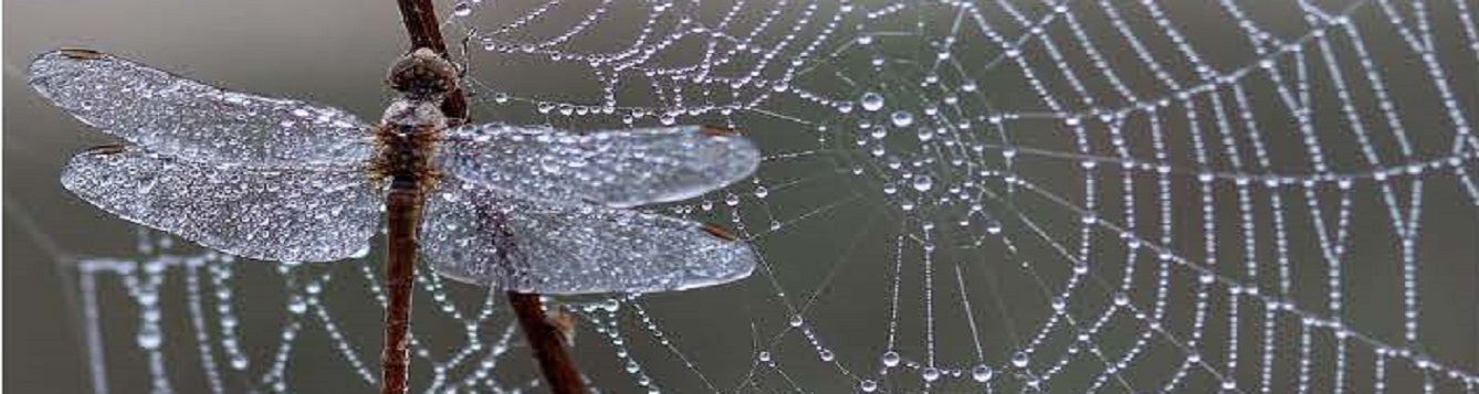 Early morning dew drops caught on a spiders web and dragonfly's wings