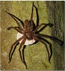 A female huntsman spider carrying her egg pouch under her body.