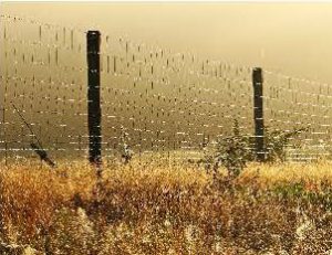 Morning dew on wire fence revealing spider webs.