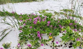 5 Salt Tolerant Native Plants for Coastal Florida - UF/IFAS Extension ...