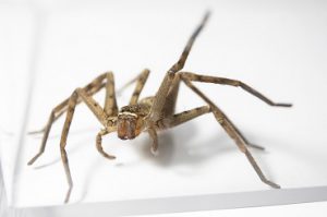 Huntsman spider with one leg waving