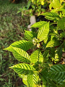 Florida Wild Coffee plant in bloom on an early sunny August morning. Blooms have a slight honey fragrance.