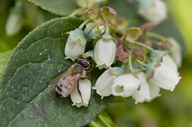 A honeybee pollinating a blueberry blossom, uf-ifas-photo by Tyler Jones