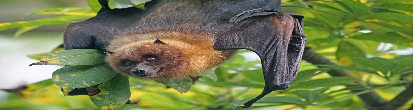 Bat Appreciation Month - For Kids! - UF/IFAS Extension Indian