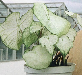 the almost all white leaves of the "Moonlight" variety of Caladium