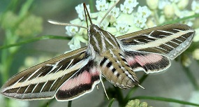 beautifully patterned large Tersa Sphinx moth. Microsoft photo