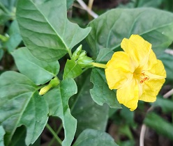 A bright, fragrant, trumpet-shaped bloom of Four-o-clocks.