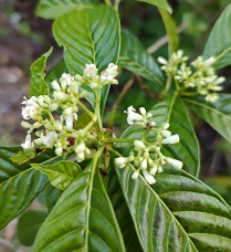 Florida native wild coffee plant with shiny leaves reflects moonlight