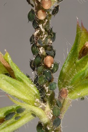 Cotton aphids congregated along the flower stem of a Salvia plantof a plant