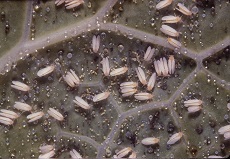Tiny clusters of whitefiles, eggs, and dew on the underside of a leaf