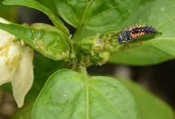 Green Peach Aphids on a Jalapeno Pepper plant being eaten by a much larger Ladybug nymph