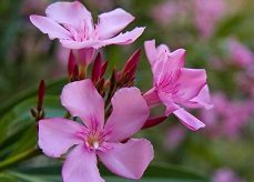 Pink, 5-petaled oleander blossoms, a toxic plant