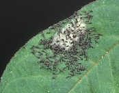 hundreds of miniscule fall army worms congregated on a host-plant leaf near their egg cluster