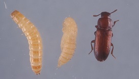 Red Flour beetle adult, pupa, and larva