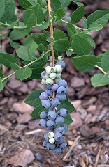 A branch loaded with ripe blueberries