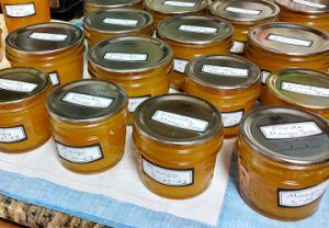 half-pint jars of freshly canned mango jam, just out of the canner.