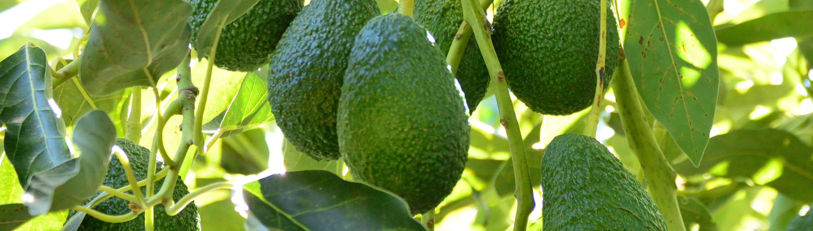 Avocados hanging from a tree