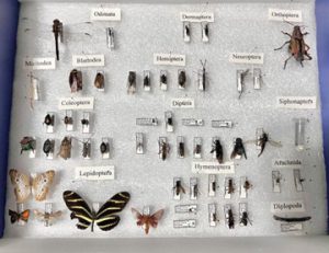 Numerous insects pinned to a Styrofoam board for display. 