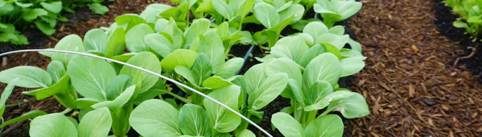 Baby lettuces growing in rows in a garden