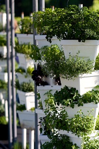 a lush row of Hydroponic stacks growing culinary herbs.