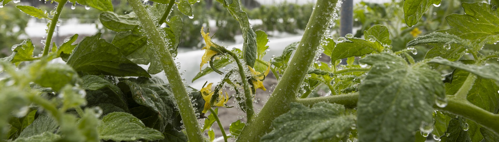 Blooming tomato plant with dew on it, photo by Tyler Jones