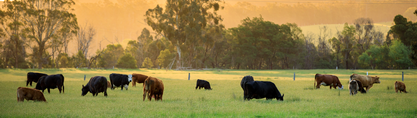 Cattle in Field at Sunset