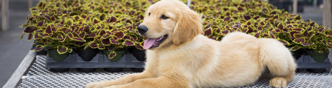 Golden retriever puppy with coleus plants at a nursery