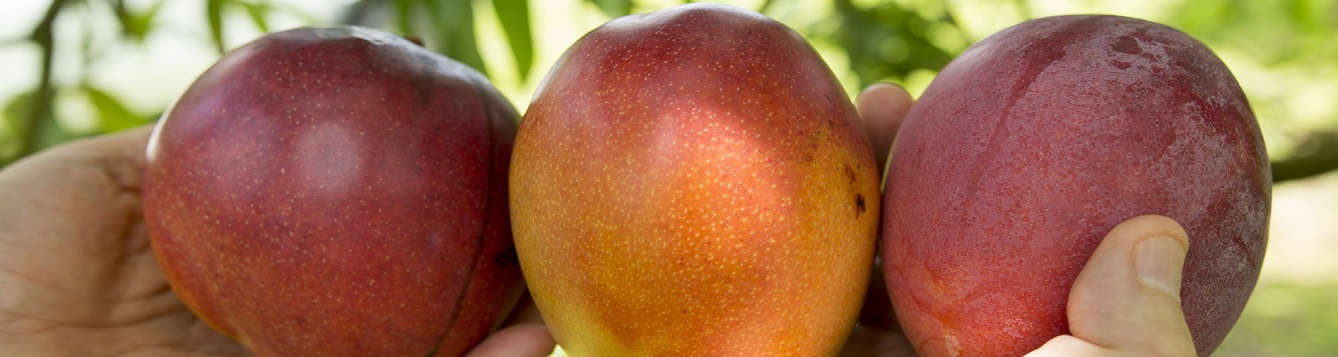 hands holding freshly picked, tree ripened mangoes in a Florida Grove
